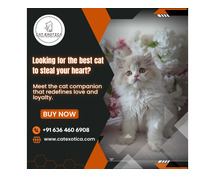 Best Cat in Bangalore