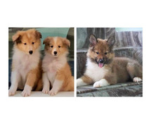 Rough Collie Puppies For Sale In Agra