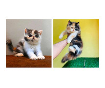 Calico Kitten For Sale In Vijayawada