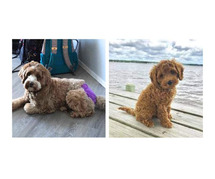 Labradoodle Puppies For Sale In Ludhiana