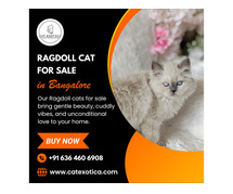 Ragdoll Cat for Sale in Bangalore