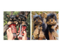 Yorkshire Terrier Puppies For Sale In Ludhiana