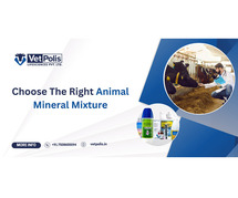 Top Benefits of Using Animal Mineral Mixture for Livestock Health