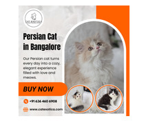 Persian Cat in Bangalore