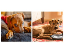 Rhodesian Ridgeback Puppies For Sale In Ludhiana