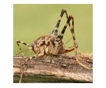 Cave Cricket Removal in Union County, NJ
