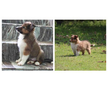 Rough Collie Puppies For Sale In Ludhiana