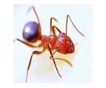 Ants Control in NJ – ALCO Animal & Pest Control