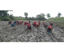 Crisis in the Indian Sundarbans: Voices from the Ground