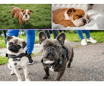 Bulldog Puppies For Sale In Ludhiana