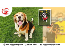 Stress-Free Dog Boarding in Faridabad – HappyPettings