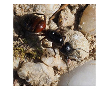 Carpenter Ant Removal in NJ – ALCO Animal & Pest Control