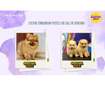 Culture Pomeranian Puppies For Sale In Ludhiana