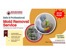 Mold Removal Service | Safe & Professional | Rajdhani Pest Control Services