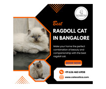 Best Ragdoll Cat in Bangalore