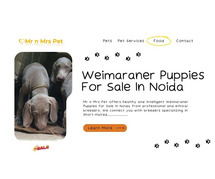 Weimaraner Puppies For Sale In Noida
